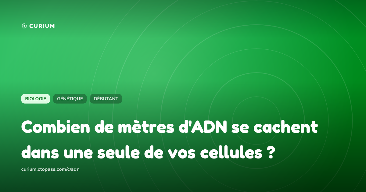 Combien de mètres d'ADN se cachent dans une seule de vos cellules ?