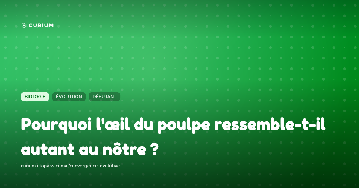 Pourquoi l'œil du poulpe ressemble-t-il autant au nôtre ?