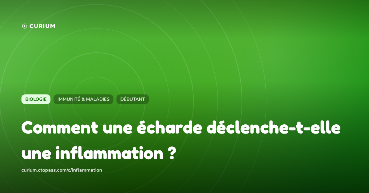 Comment une écharde déclenche-t-elle une inflammation ?
