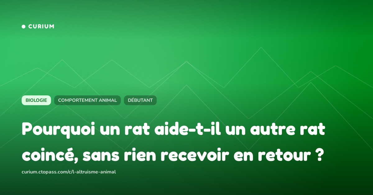 Pourquoi un rat aide-t-il un autre rat coincé, sans rien recevoir en retour ?