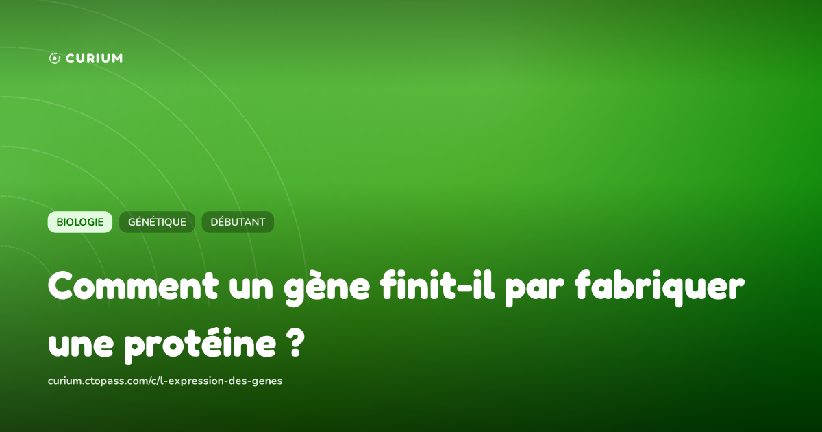Comment un gène finit-il par fabriquer une protéine ?