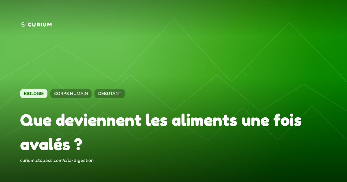 Que deviennent les aliments une fois avalés ?