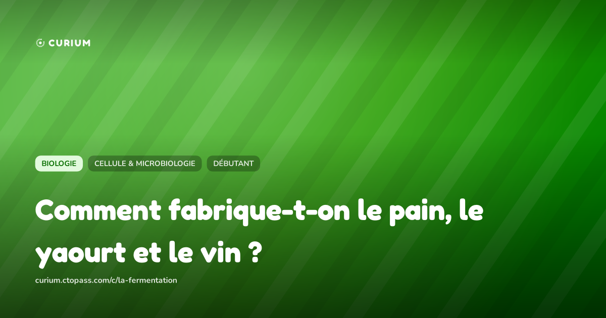 Comment fabrique-t-on le pain, le yaourt et le vin ?