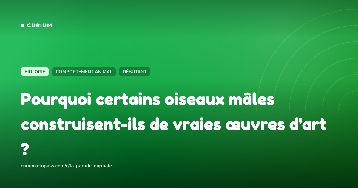Pourquoi certains oiseaux mâles construisent-ils de vraies œuvres d'art ?