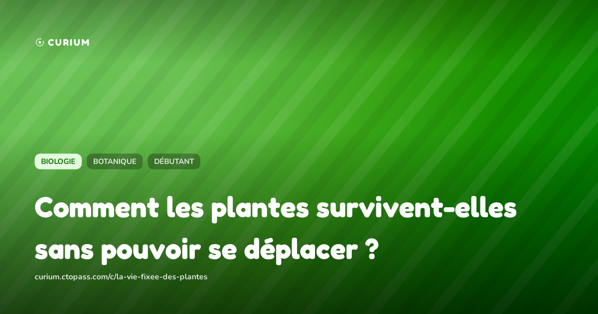 Comment les plantes survivent-elles sans pouvoir se déplacer ?