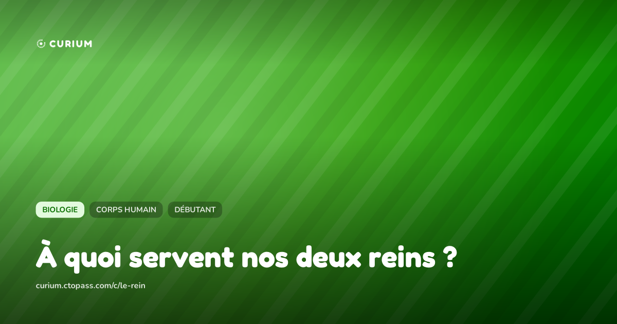 À quoi servent nos deux reins ?