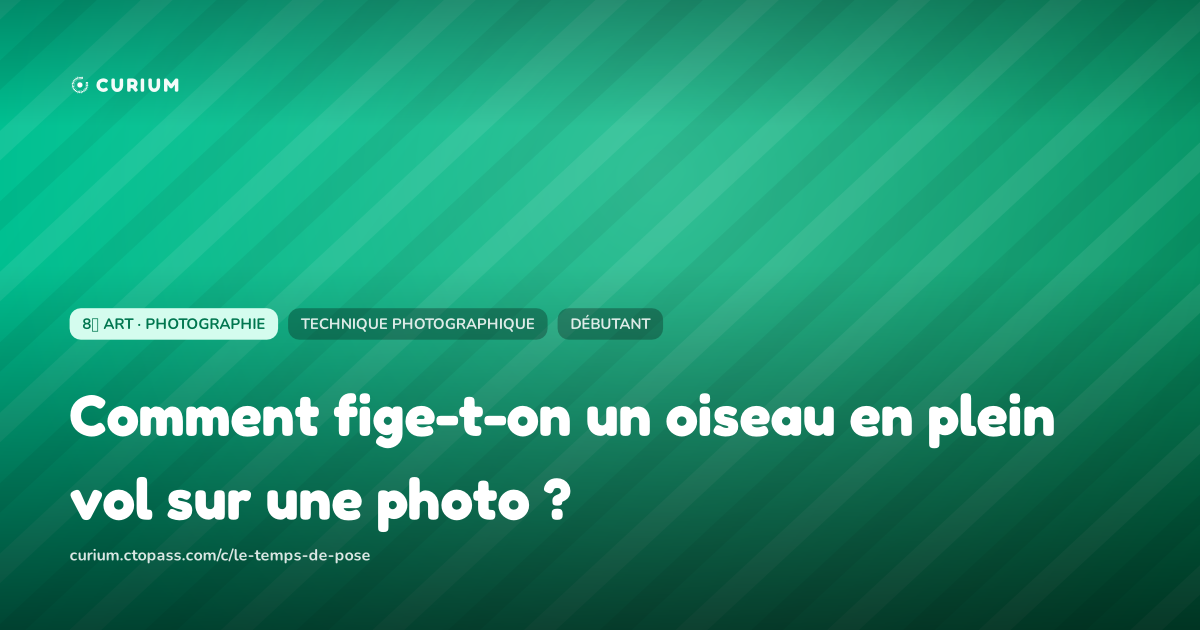 Comment fige-t-on un oiseau en plein vol sur une photo ?