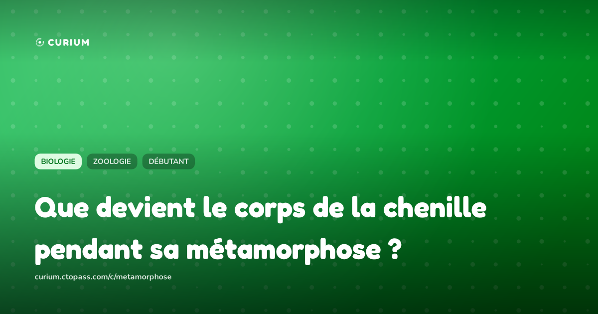 Que devient le corps de la chenille pendant sa métamorphose ?