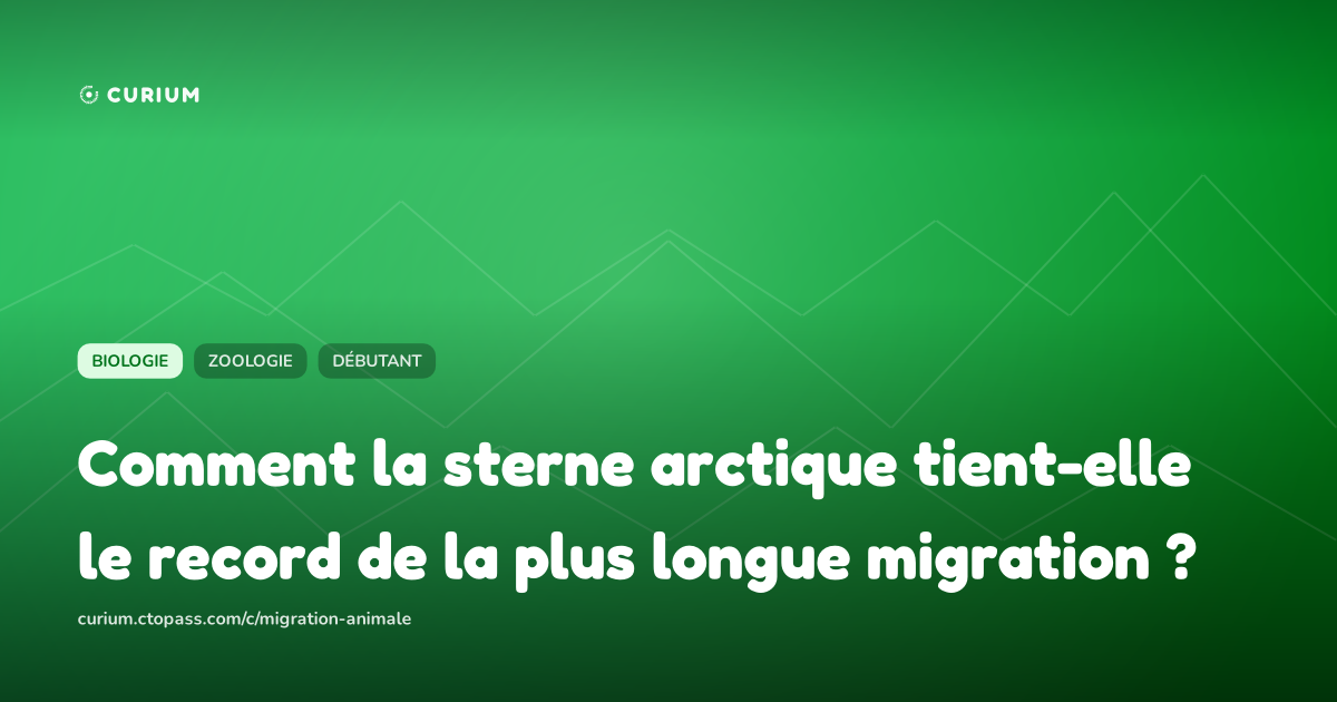 Comment la sterne arctique tient-elle le record de la plus longue migration ?