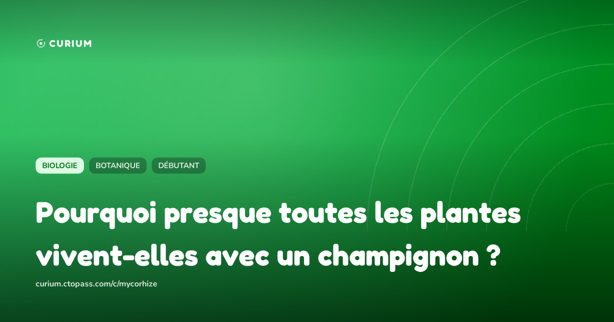 Pourquoi presque toutes les plantes vivent-elles avec un champignon ?