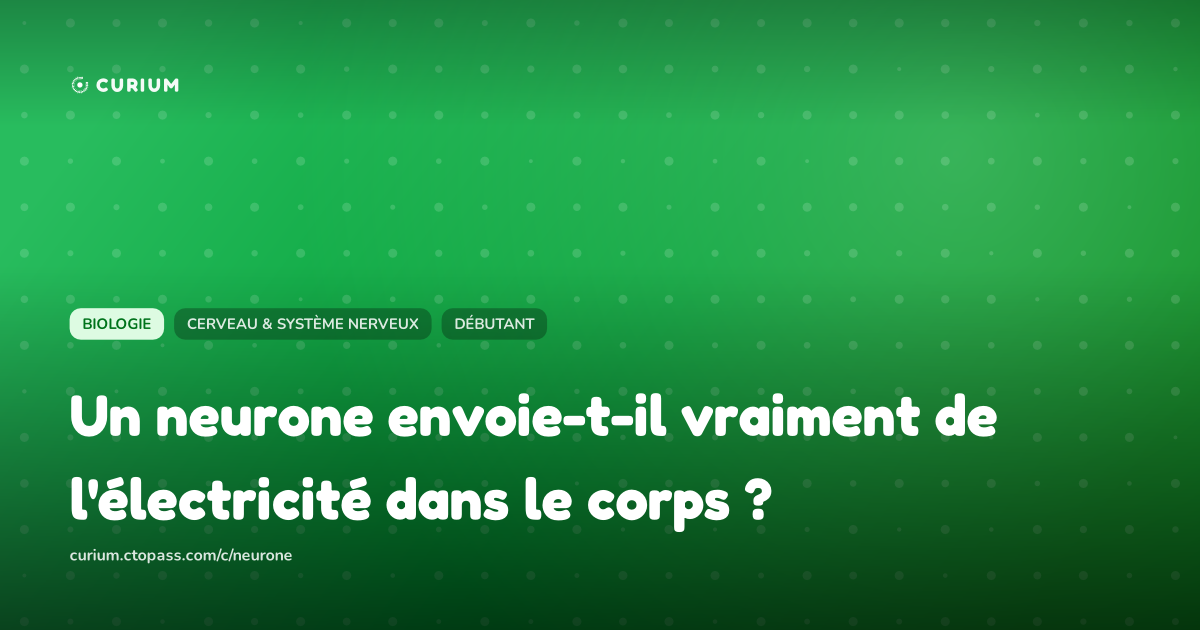 Un neurone envoie-t-il vraiment de l'électricité dans le corps ?