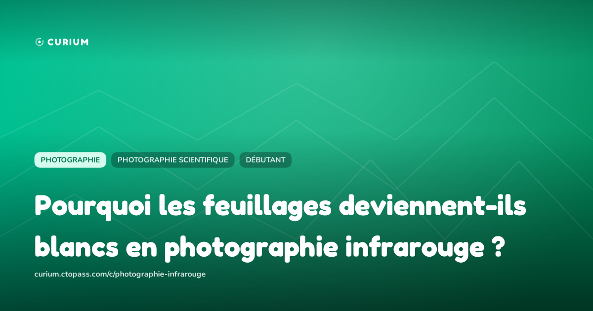 Pourquoi les feuillages deviennent-ils blancs en photographie infrarouge ?