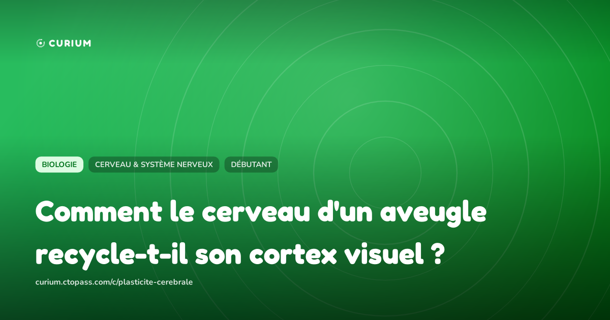 Comment le cerveau d'un aveugle recycle-t-il son cortex visuel ?