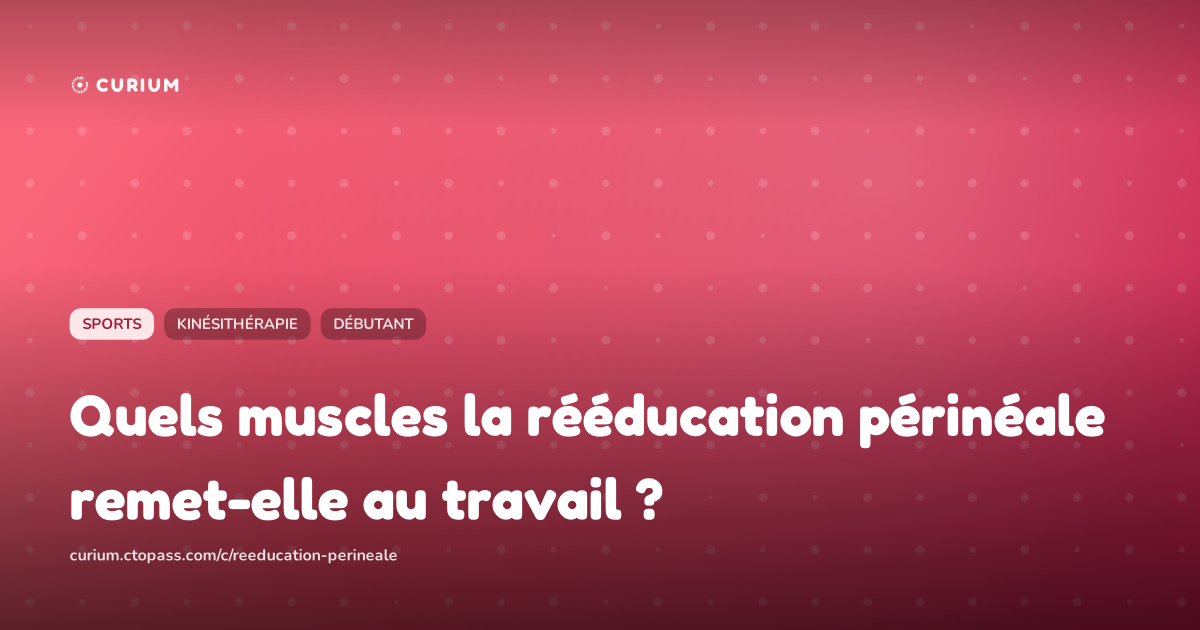 Quels muscles la rééducation périnéale remet-elle au travail ?
