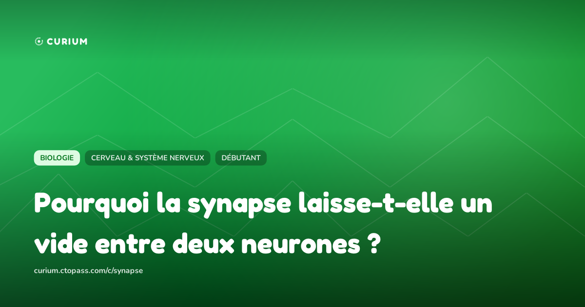 Pourquoi la synapse laisse-t-elle un vide entre deux neurones ?